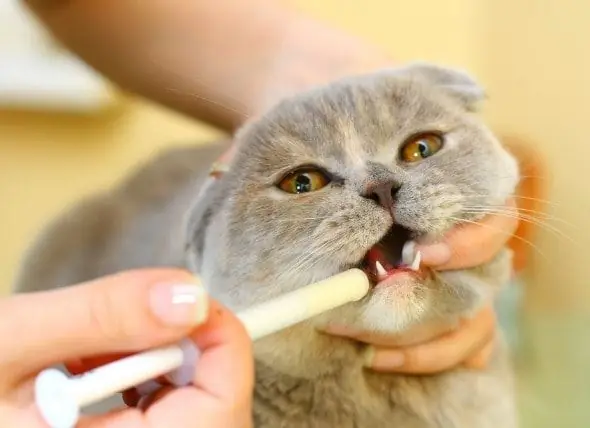 Comment Amener Votre Chat à Prendre Une Pilule