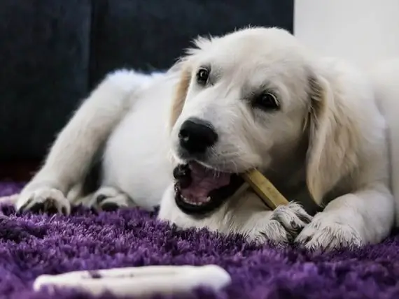 In Che Modo Il Cibo Influisce Sulla Salute Dentale Dei Cani? - Gli Alimenti Possono Mantenere Sani I Denti Dei Cani?