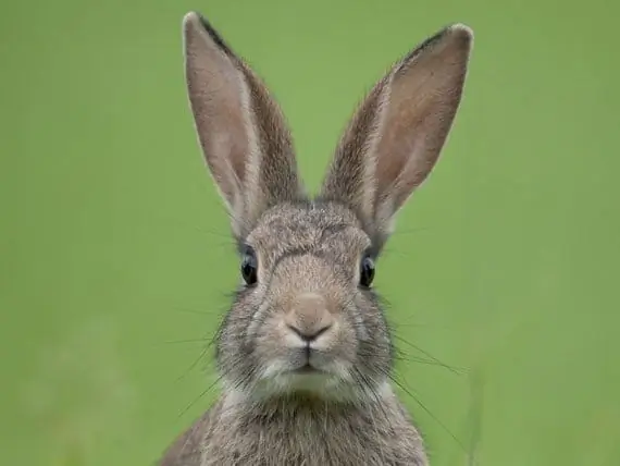 Tularemia Qhia Txog Kom Tseem Ceeb Yog Qhov Txiaj Ntsig Thiab Tiv Thaiv