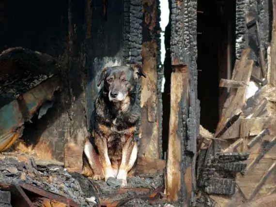 11 Sfaturi De Siguranță împotriva Incendiilor Pentru Proprietarii De Animale De Companie - Ziua De Siguranță împotriva Incendiilor Pentru Animale De Companie