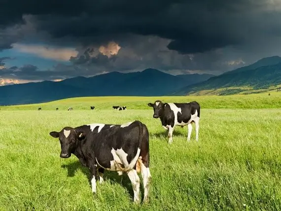 Bảo Hiểm Và An Toàn Sét Cho Động Vật Trang Trại - Một Số điều Không Bao Giờ Thay đổi - An Toàn Thời Tiết Và động Vật Của Bạn