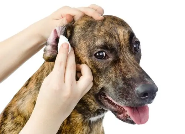 Oorinfectie Bij Hond Behandelen - Oorontsteking Bij Cat Behandelen