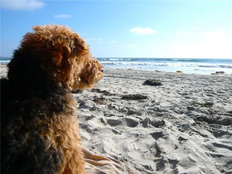 cardiff, hund på stranden, sommervarme