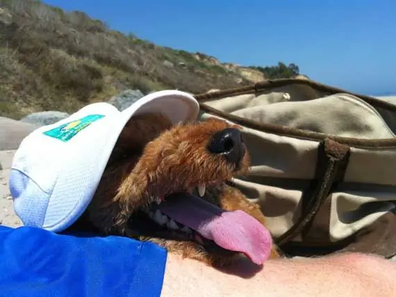 Cómo Mantener Fresca A Su Mascota Durante Una Ola De Calor