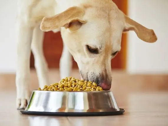 Memberi Makan Anjing Dengan Hiperlipidemia - Memberi Makan Anjing Yang Memiliki Kolesterol Tinggi