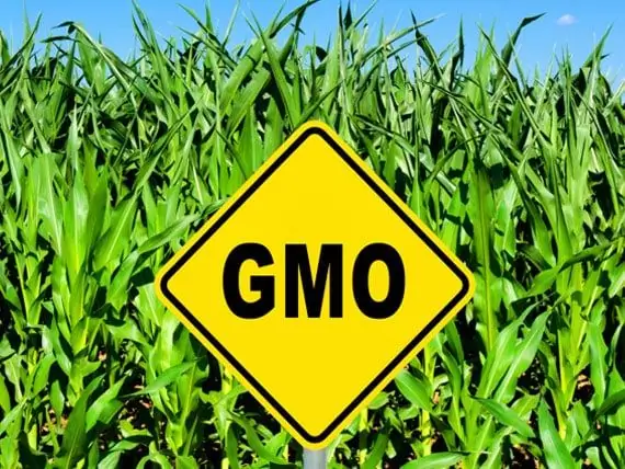 Thức ăn Cho Chó Không Có GMO Có An Toàn Hơn Thức ăn Cho Chó Thông Thường Không?