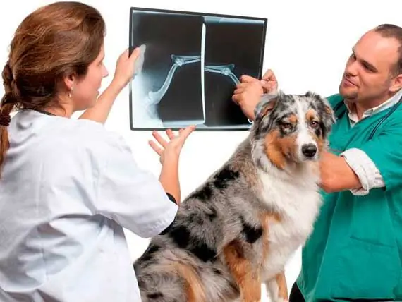 Obtener La Mejor Atención Y Cuidado Para El Cáncer De Su Mascota