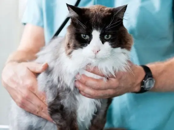 Gjenkjenne Og Behandle Astma Hos Katter