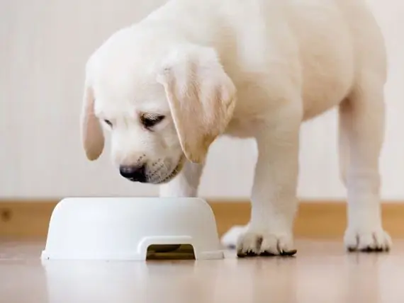 Nourriture Pour Chiots De Grande Race Vs Nourriture Pour Chiens Adultes : Quelle Est La Différence ?