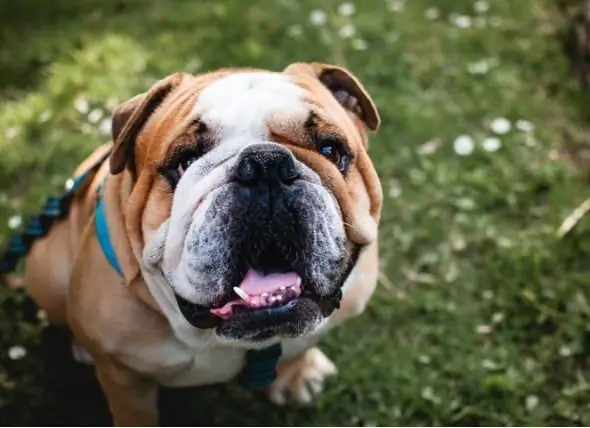 Problemas De Pele Em Cães: Erupção Na Barriga, Manchas Vermelhas, Perda De Cabelo E Outras Doenças De Pele Em Cães