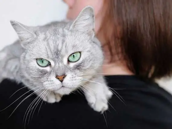 Kedi Sahiplerinin Kedilerine Bakarken Yaptığı Yaygın Hatalar