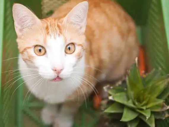 Waarom Zijn Katten Geen Imnivoren?