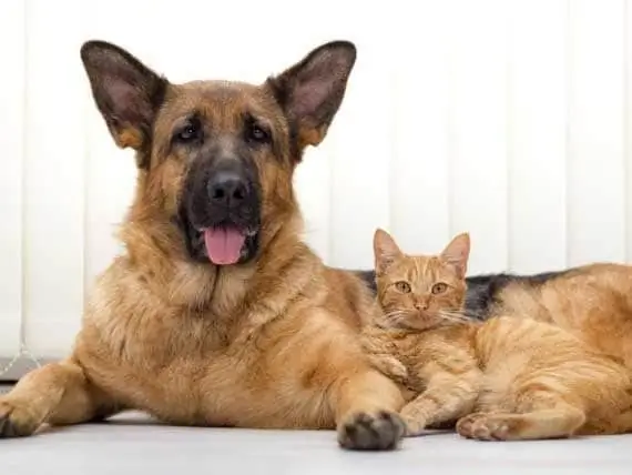 5 Sebab Mengejutkan Anda Harus Melayan Haiwan Peliharaan Senior Anda Seperti Anak Anjing Atau Anak Kucing