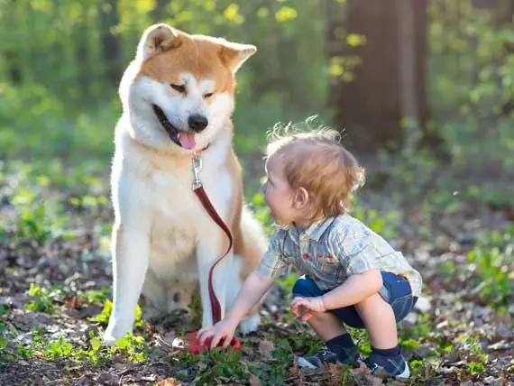 Hebben Honden Het Vermogen Om Lief Te Hebben?