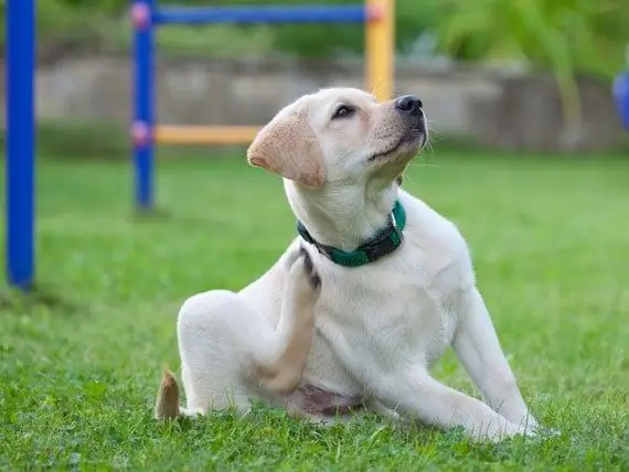 Nieuw Medicijn Voor Allergieën Bij Honden Is Misschien Precies Wat De Dokter Heeft Besteld