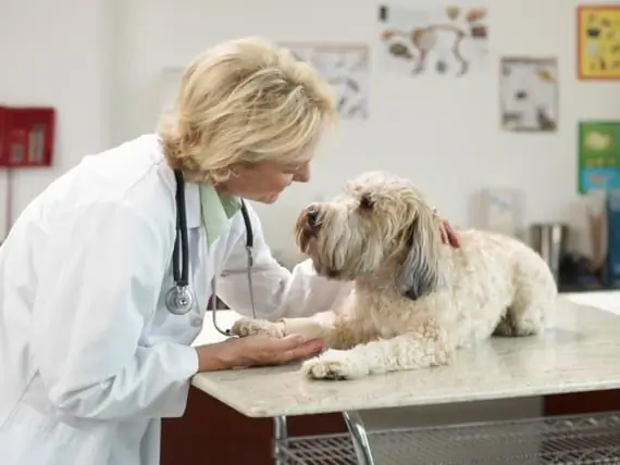 Zakaj Nekateri Veterinarji Kljub Resničnosti Ostajajo Optimistični?