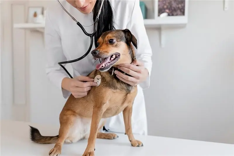 Cuando 'no Hacer Daño' En Medicina Veterinaria Puede Significar No Hacer Nada En Absoluto