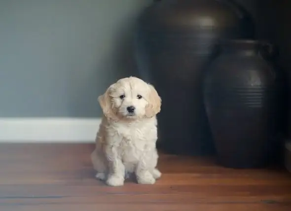 6 Malattie Comuni Da Tenere D'occhio Nei Cuccioli