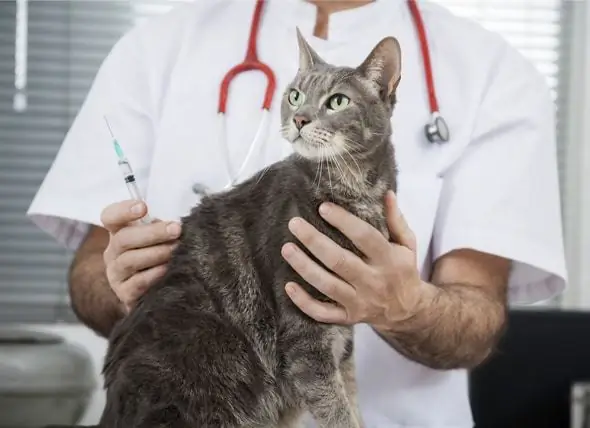 Kačių Vakcinacijos Serijos 4 Dalis - Trys Nereikalingos Vakcinos Katėms