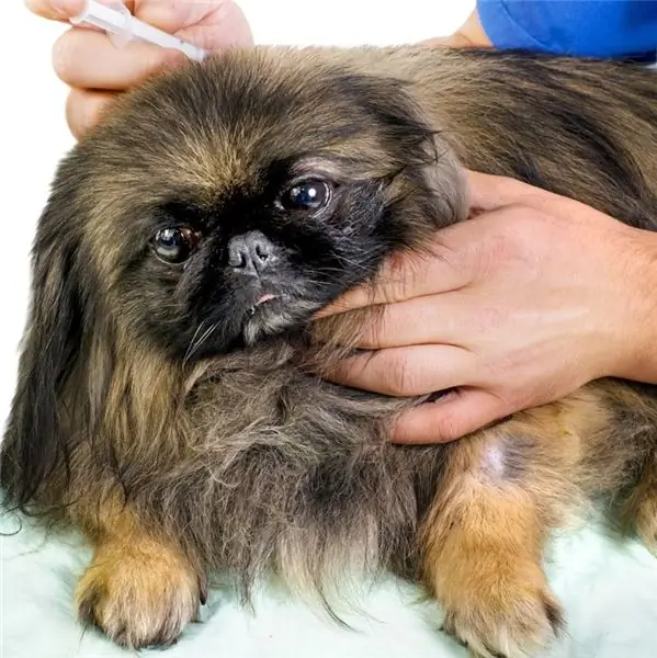 Is Afmelden Voor Rabiësvaccinatie Een Optie Voor Eigenaren Van Gezelschapsdieren?