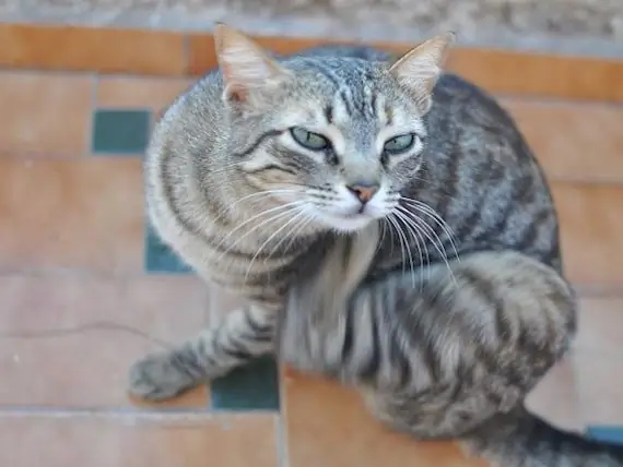 Hvorfor Katten Din Kan Være Kløende