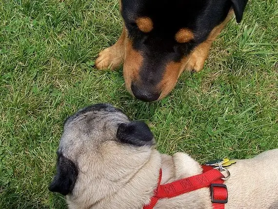 Hund Gillar Inte Andra Hundar Eller Människor