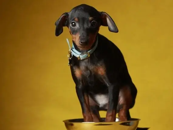 Waarom Die Gewig Van U Hond Regtig Saak Maak - Die Hantering Van Oorgewig Honde