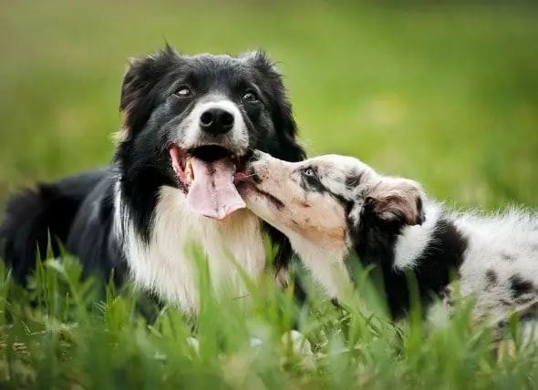 Anjing Tua, Anak Anjing Baru – Membuat Anak Anjing Tinggal Dengan Anjing Tua Anda