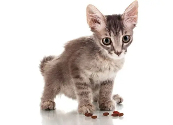 Cronograma De Alimentação De Gatinhos - Imprimir Cronograma De Alimentação De Gatinhos