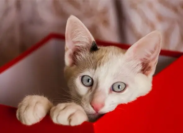 Håll Din Katt Frisk - Fem Saker Varje Katt Behöver För Att Hålla Sig Frisk