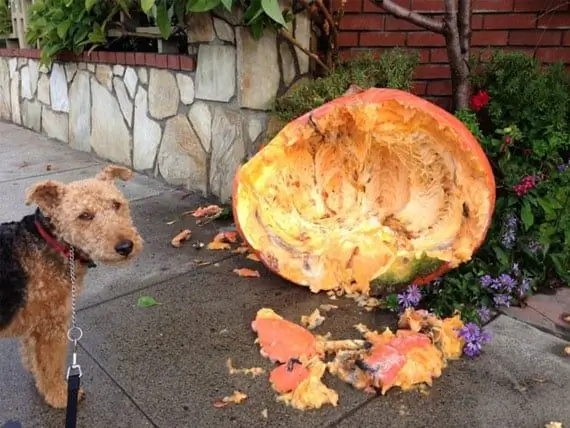 Avantages Pour La Santé De La Citrouille Pour Animaux De Compagnie – Aliments De Thanksgiving Bons Pour Les Animaux De Compagnie