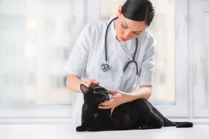 Neusdermatose Bij Katten - Ziekten Van De Huid Op De Neus