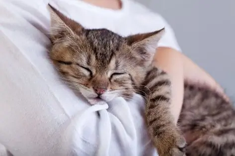 Nomeando Seu Gatinho - Escolhendo O Melhor Nome De Gato Para O Seu Gatinho