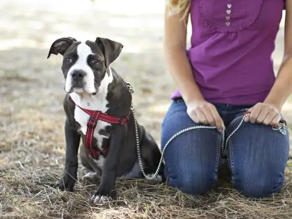 Addestrare Il Tuo Cane Quando I Tempi Sono Difficili - Addestrare Il Tuo Cane Con Un Budget