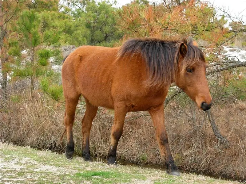 pônei selvagem, pônei chincoteague, pônei assateague, pônei da ilha