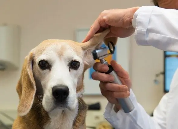 Hematoma De L'oïda En Gossos