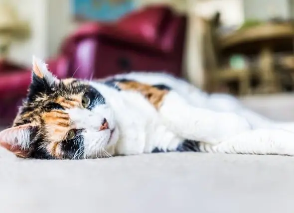 Pflege älterer Katzen - Umgang Mit Gesundheitsproblemen älterer Katzen