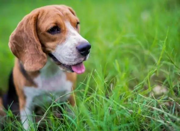 Acupuntura Veterinária - Acupuntura Para Cães E Gatos - O Que é Acupuntura