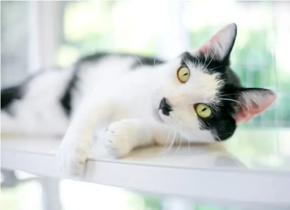 Paglilinis Ng Sarili Na Mga Litter Box Ng Cat - Paano Gumagana Ang Mga Awtomatikong Litter Boxe