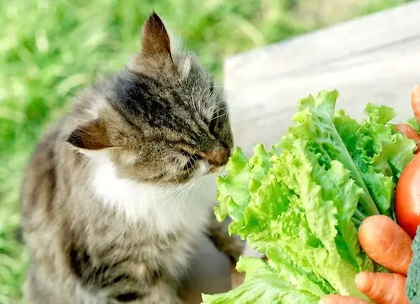 Förbättrar Morötter Verkligen Synen För Dig, Din Katt?