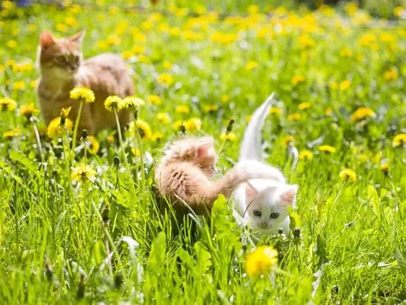 Kediler İçin İlkbaharda Dikkat Edilmesi Gereken Hususlar