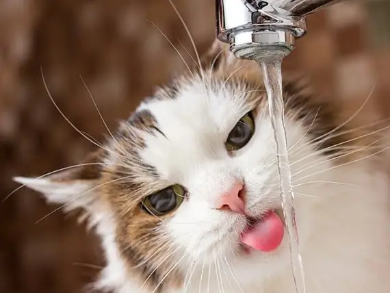 Waarom Katten Water Nodig Hebben