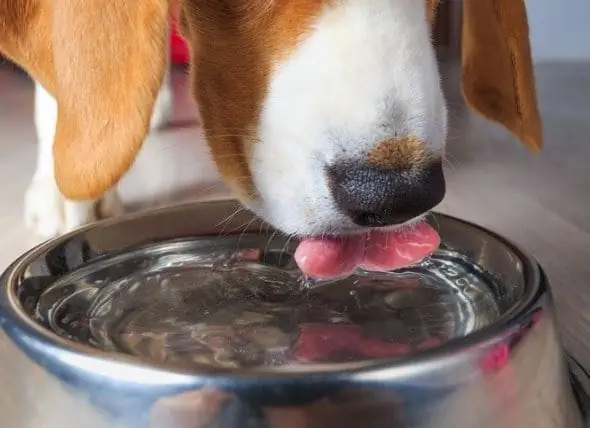 Hoeveel Water Moet Een Hond Drinken?