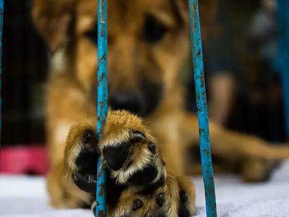 Pourquoi Tant De Chiens Se Retrouvent-ils Dans Le Couloir De La Mort Pour Avoir Fait Pipi Dans La Maison ?