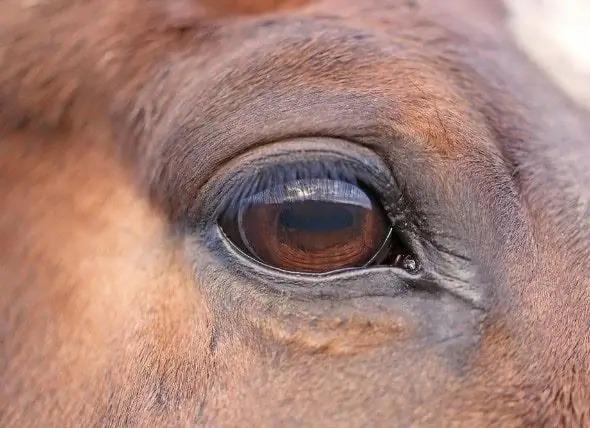 Pienk Oog In Perde