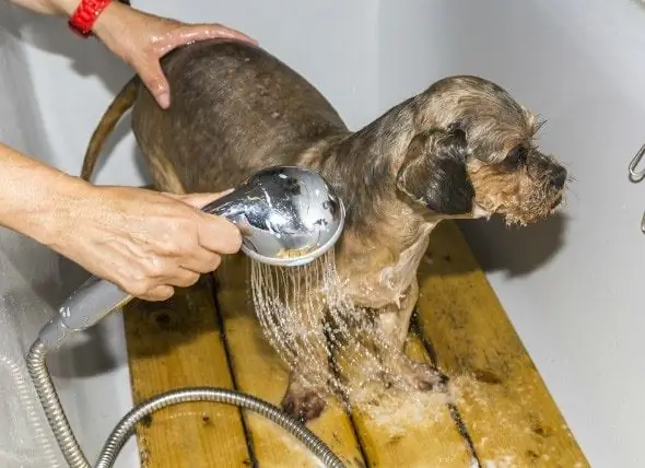 "Natürliche" Methoden Zur Bekämpfung Von Flöhen Bei Hunden