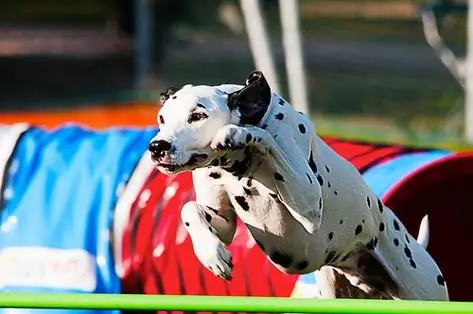 Dalmatian itlarning epchilligi kursida yugurmoqda