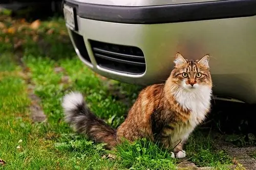 Reisen Mit Katzenkiste - Wie Man Mit Einer Katze Fliegt Oder Sich Bewegt