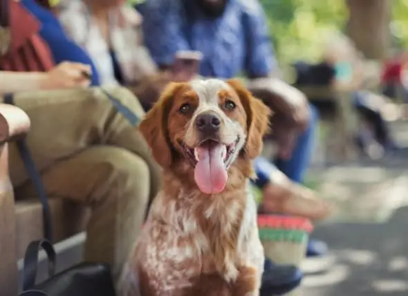 Çürük Dişler Köpeğinizin Sağlığını Nasıl Etkileyebilir?