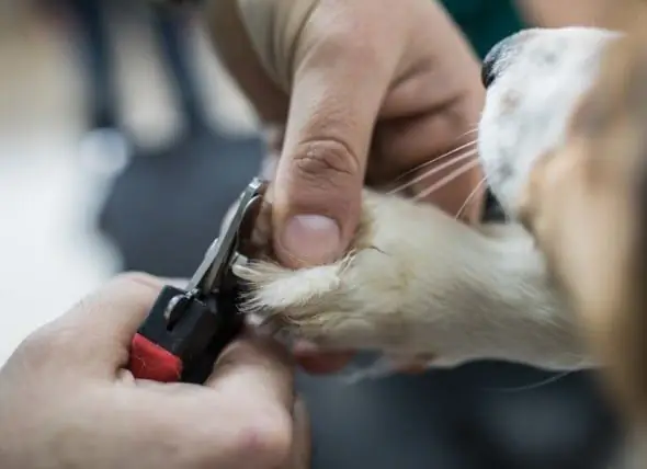 Pemangkasan Kuku Anjing: Cara Memotong Kuku Anjing Dengan Cara Yang Aman Dan Bebas Stres